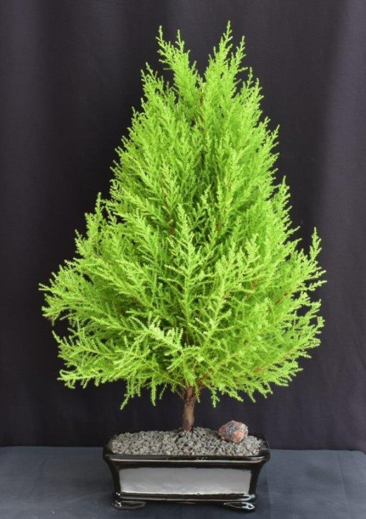 Lemon Cypress Bonsai Tree (Cupressus Macrocarpa)