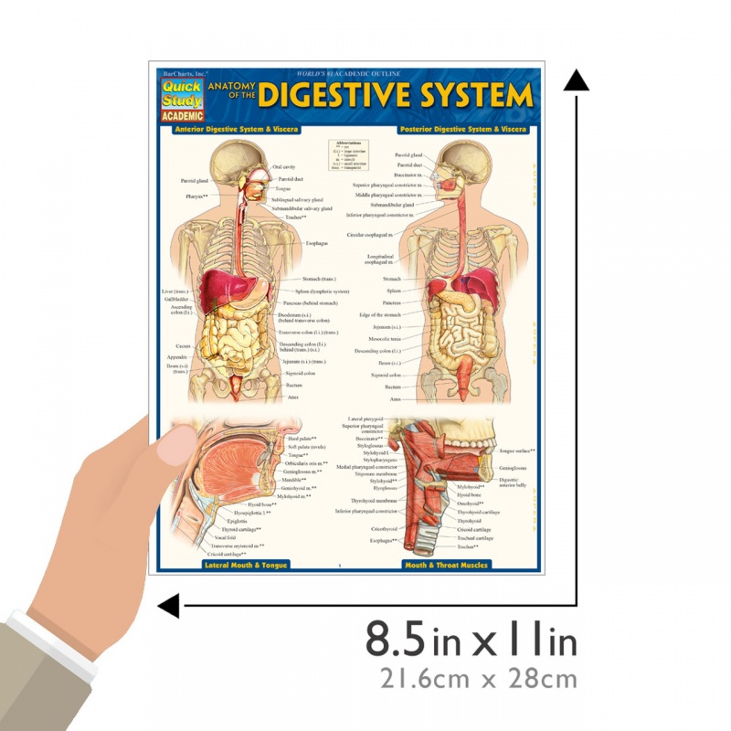 Anatomy Of The Digestive System Quickstudy Laminated Reference Guide My Xxx Hot Girl