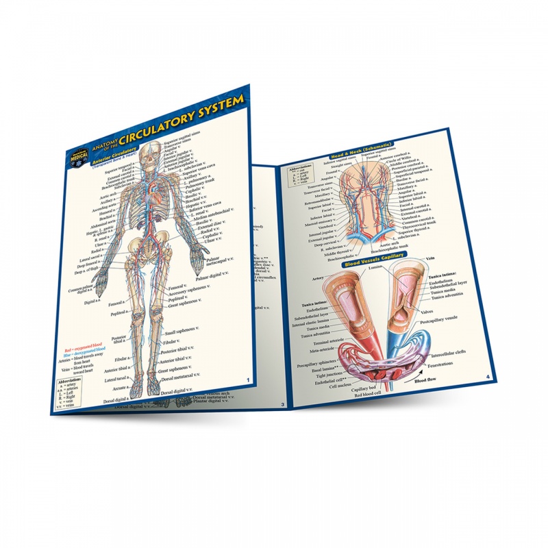 Quickstudy | Anatomy Of The Circulatory System Laminated Pocket Guide