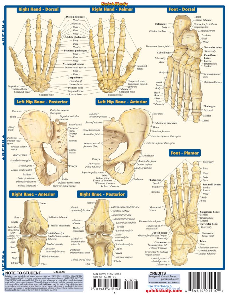 Quickstudy | Skeletal System Advanced Laminated Study Guide