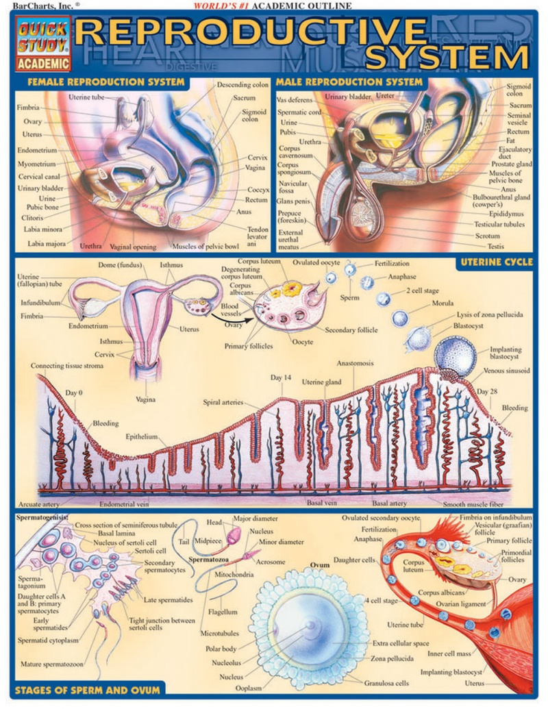 Quickstudy | Reproductive System Laminated Study Guide