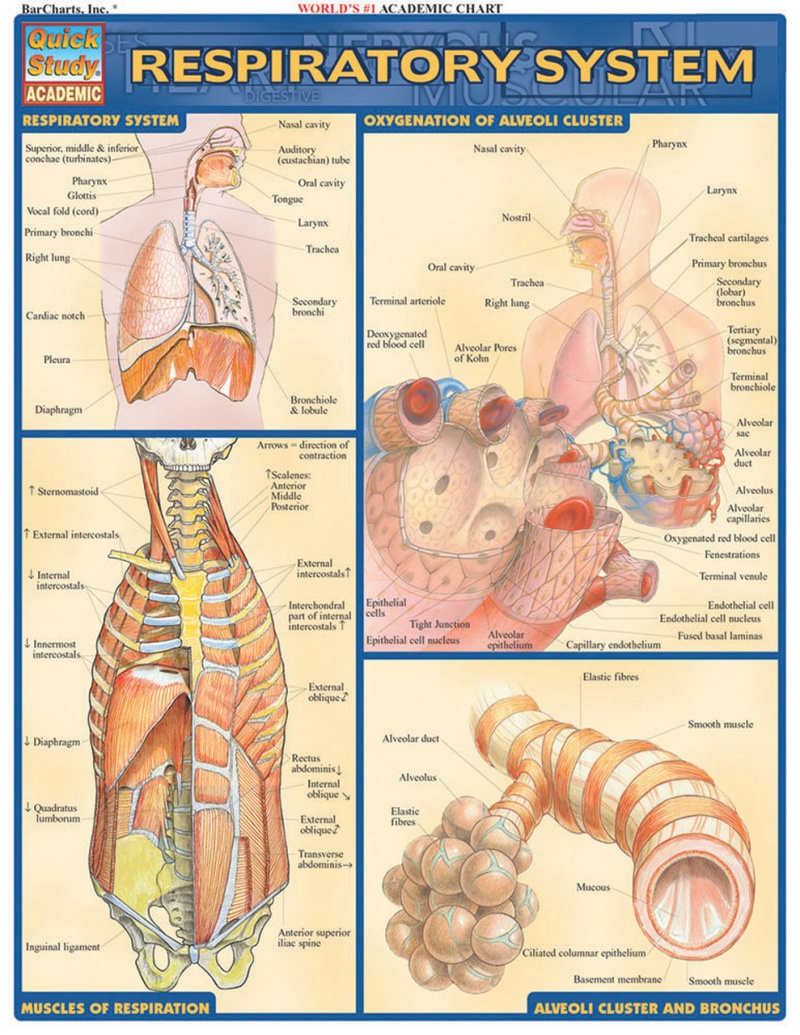 Quickstudy | Respiratory System Laminated Study Guide