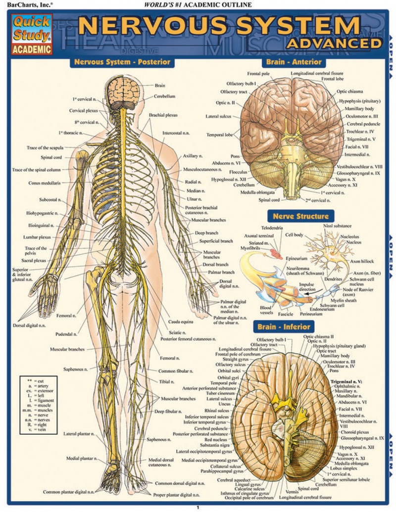 Quickstudy | Nervous System Advanced Laminated Study Guide