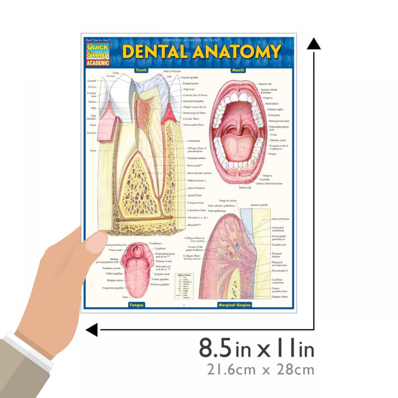 Quickstudy | Dental Anatomy Laminated Study Guide
