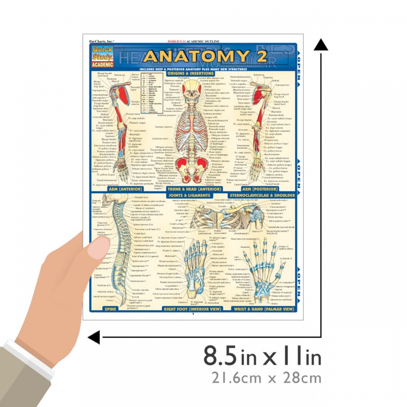 Quickstudy | Anatomy 2 Laminated Study Guide