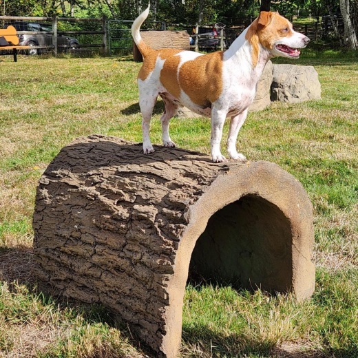 Naturedog Terrier Tunnel