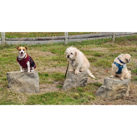 Naturedog Stepping Stones - Set Of 3
