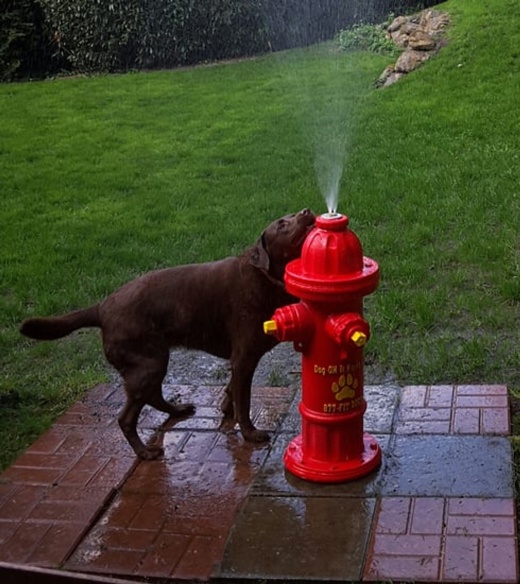 Top Spray Hydrant For Dog Parks