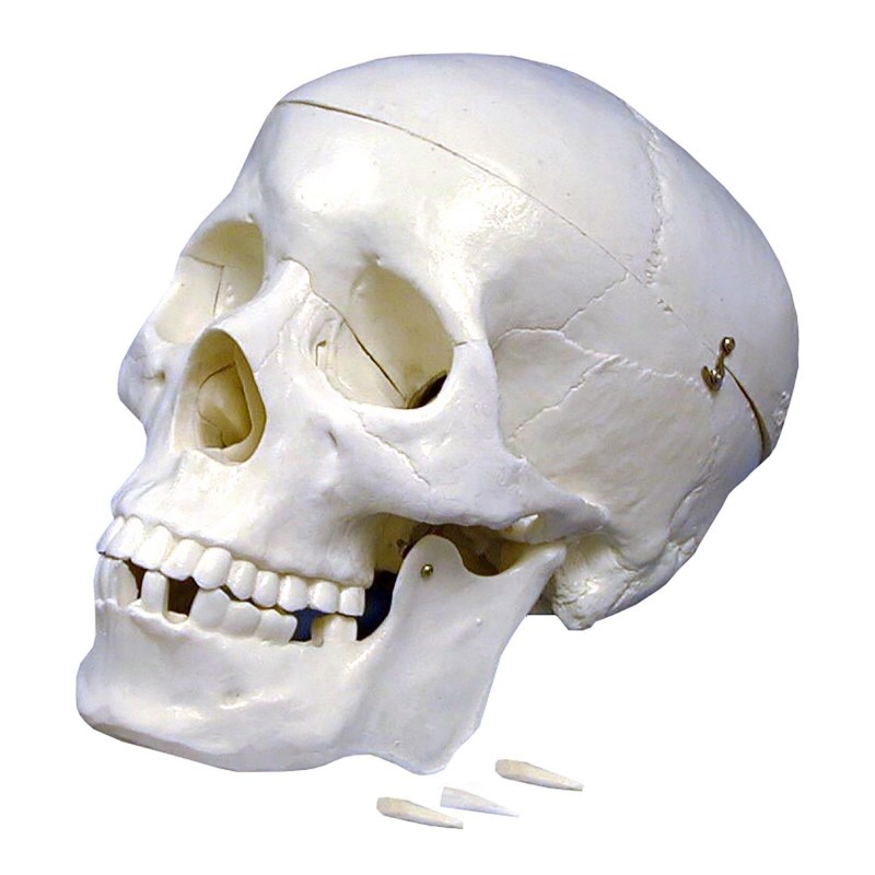 Plastic Skull Model