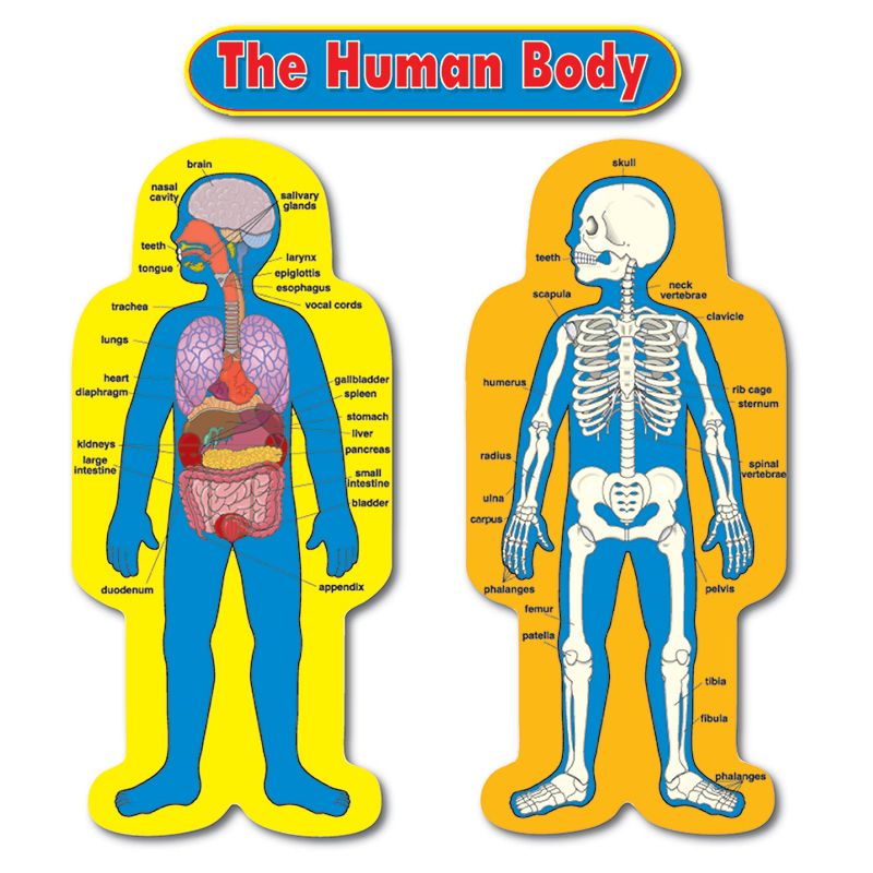 Bb Set Child-Size Human Body 2 Figures 50t