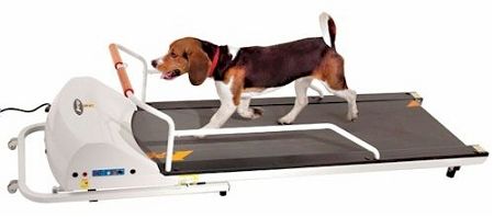 Petrun Dog Treadmill