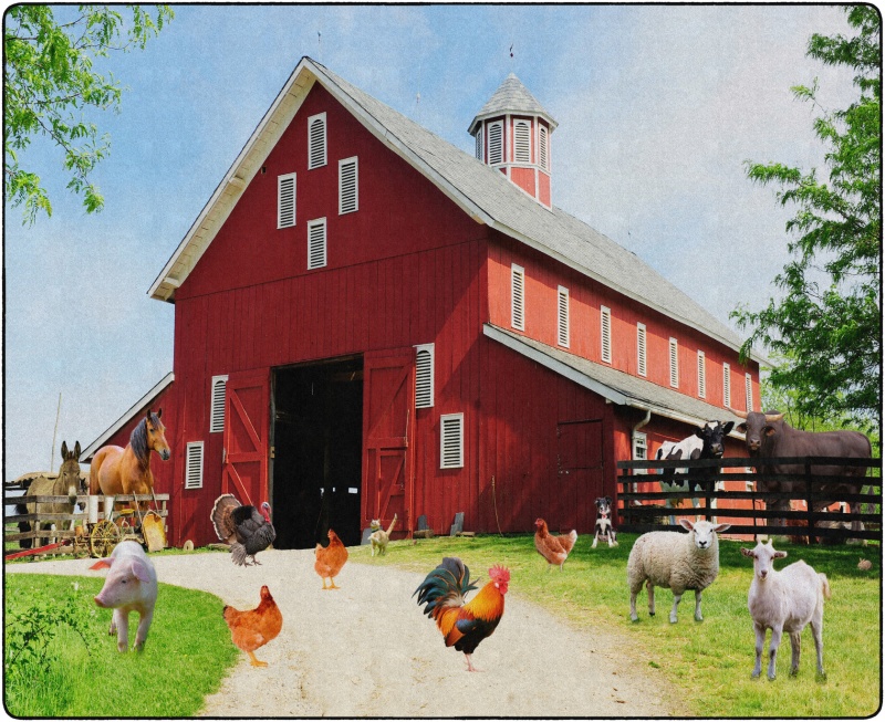 Barn Animals 10'6X13'2