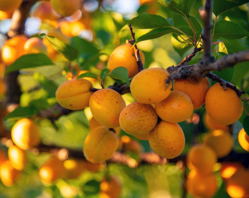 Organic Sweet Apricot Kernels