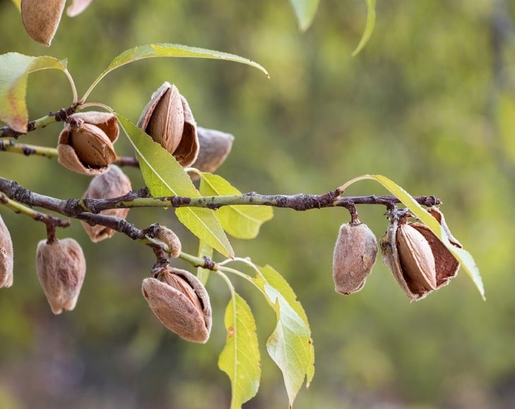 Organic Dry Roasted Almonds With Himalayan Salt