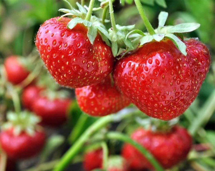 Organic Dried Strawberries