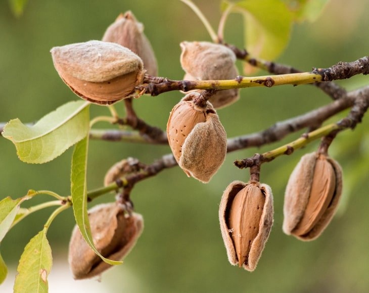 Dry Roasted California Almonds With Himalayan Salt