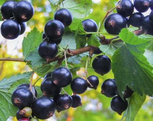 Organic Black Currant Powder - Natural Superfood for a Healthy Life