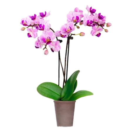 Mini Orchid Bouquet