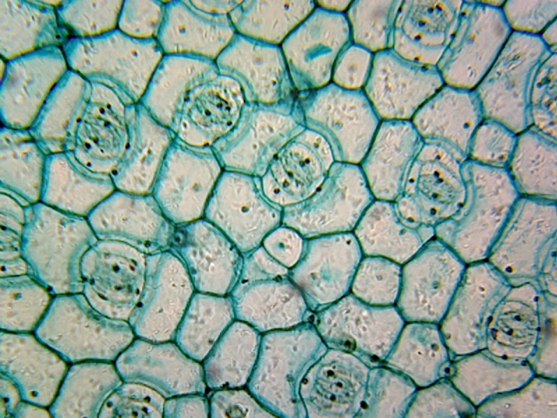 Gsc International Microscope Slide Of Monocot Epidermis; Showing