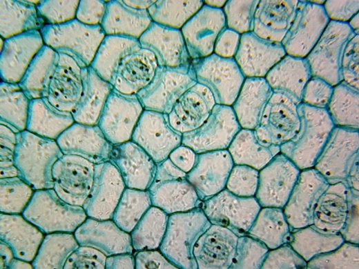 Microscope Slide Of Monocot Epidermis; Showing Stomata; Whole-Mount By Go Science Crazy