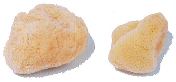 Natural Sea Sponge