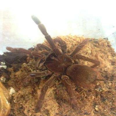 Goliath Birdeater Tarantula (Theraphosa Stirmi)