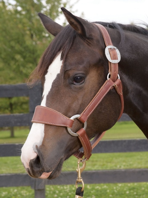 Weaver Leather Stacy Westfall Bronc Halter - Sunset Harness