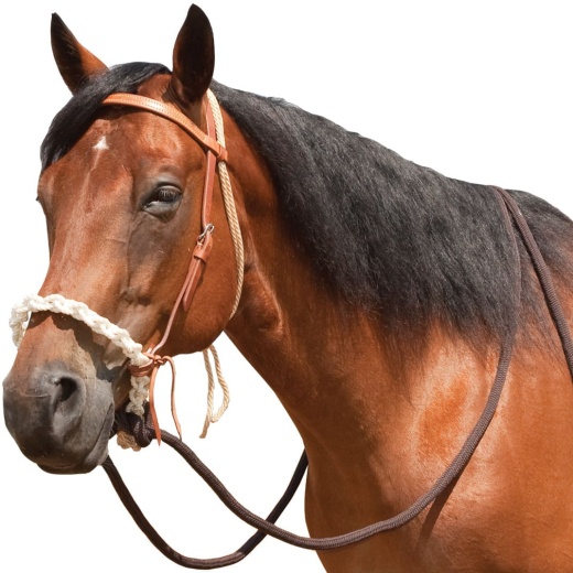 Mustang Breaking Hackamore Bridle for Horse