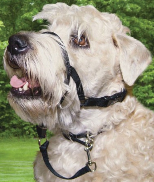 Walk 'N Train Head Halter by Holt - Effective Dog Training Solution