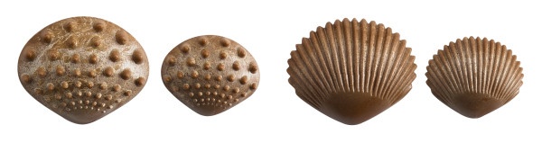Tactile Shells - Eco-Friendly - Set Of 36