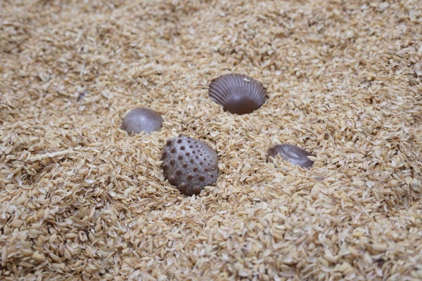 Tactile Shells - Eco-Friendly - Set Of 36