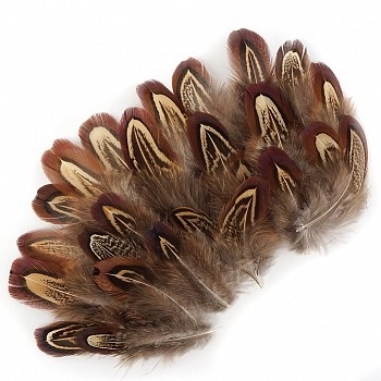 Loose Natural Almond Ringneck Plumage Feathers #2930