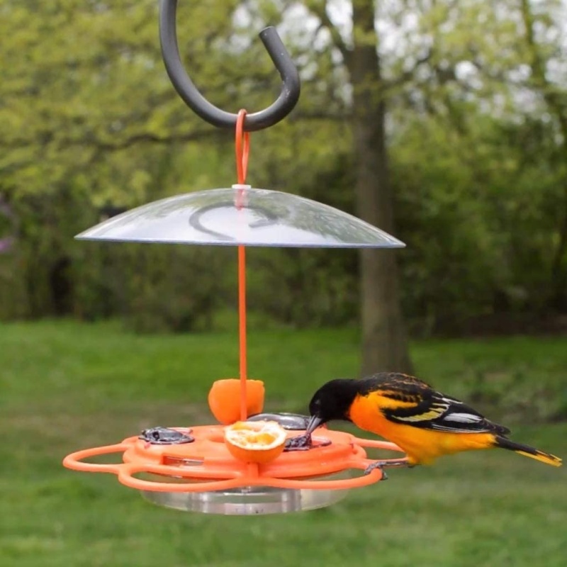 Nature's Way Ofp1 AllInOne Oriole Buffet Bird Feeder, Orange