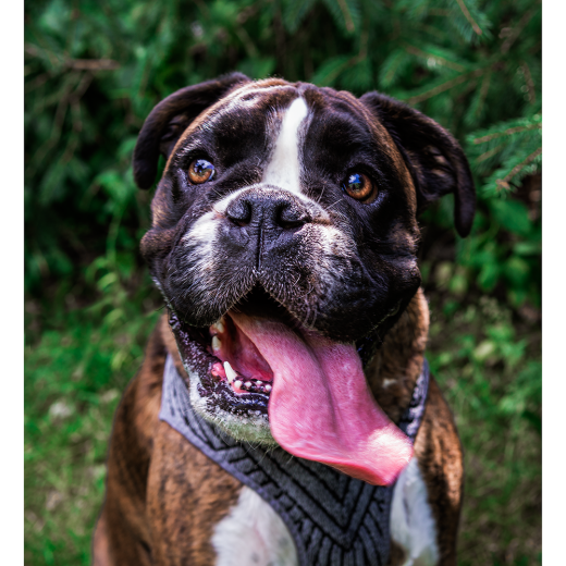 Instachew Petkit Air Fly Dog Harness