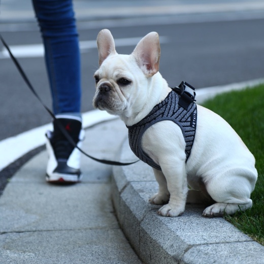 Instachew Petkit Air Fly Dog Harness