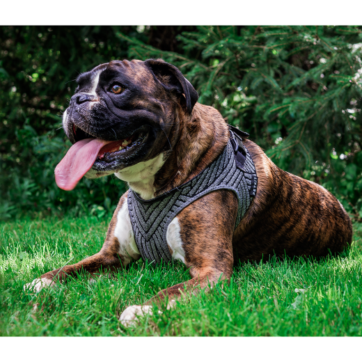 Instachew Petkit Air Fly Dog Harness
