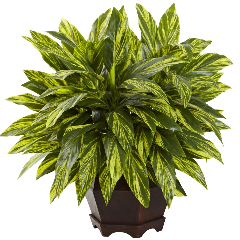 Tradescantia With Wooden Hexagon Planter