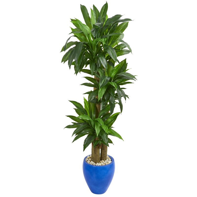 6’ Cornstalk Dracaena Artificial Plant In Blue Planter (Real Touch)