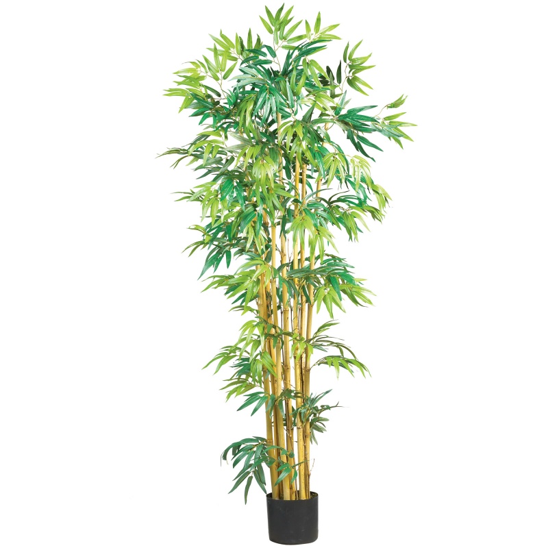 5' Multi Bambusa Bamboo Silk Tree