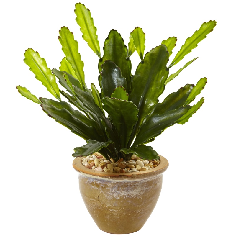 Double Cactus In Glazed Clay Pot
