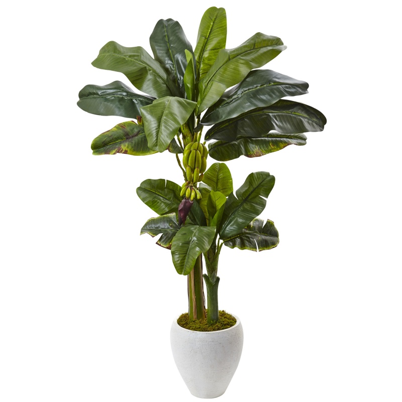 5’ Double Stalk Banana Tree In White Planter