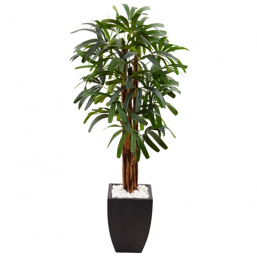 5.5' Raphis Palm Tree in Black Planter