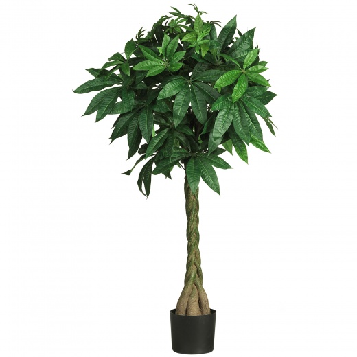 51" Money Silk Tree