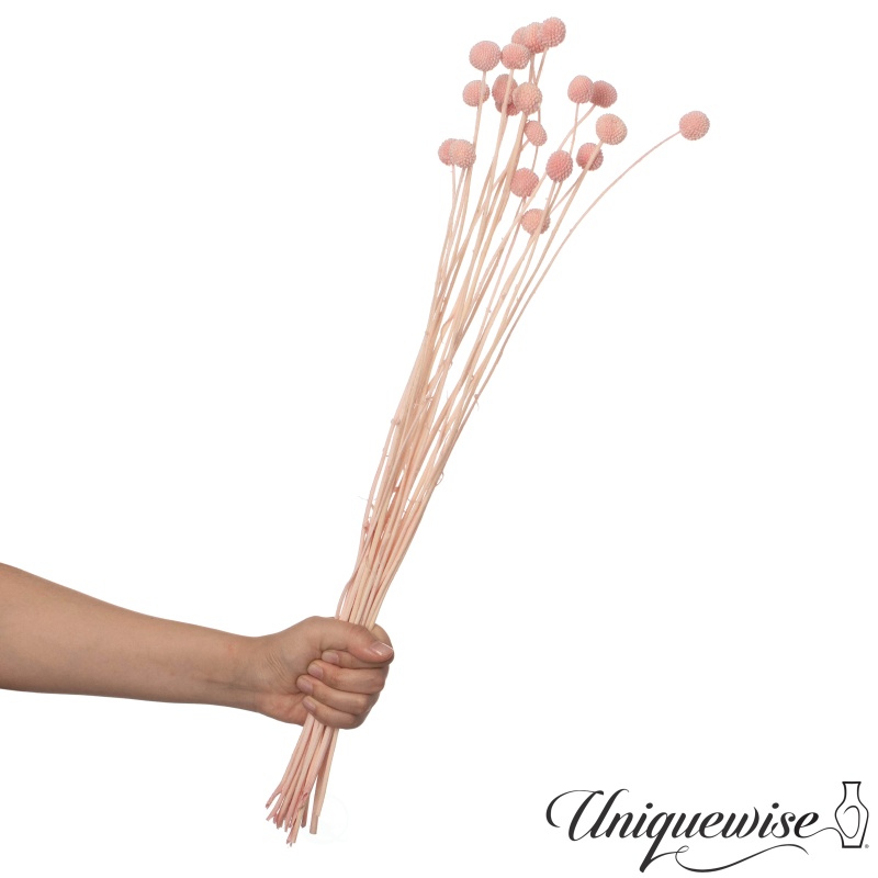 Uniquewise Natural Dried Billy Ball Flowers Craspedia Bouquet For Home Party & Wedding déCor Real Buttons For Tall Vases Floral Arrangements Diy Crafts Centerpieces & Wreath Accents
