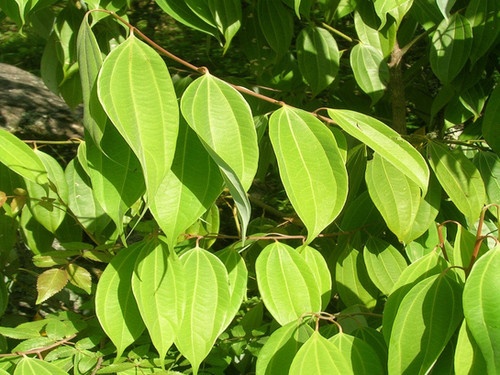 Essential Oil - Cinnamon Leaf