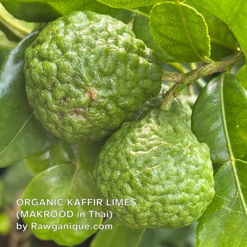 Organic Kaffir Lime Shampoo (500Ml) (Suds-Free) (New Larger Size)