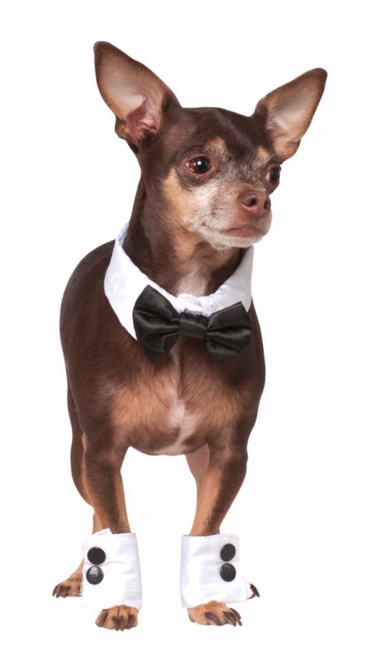 Pet Tuxedo Bowtie and Cuff Set Small-Medium - Rubie's Costumes