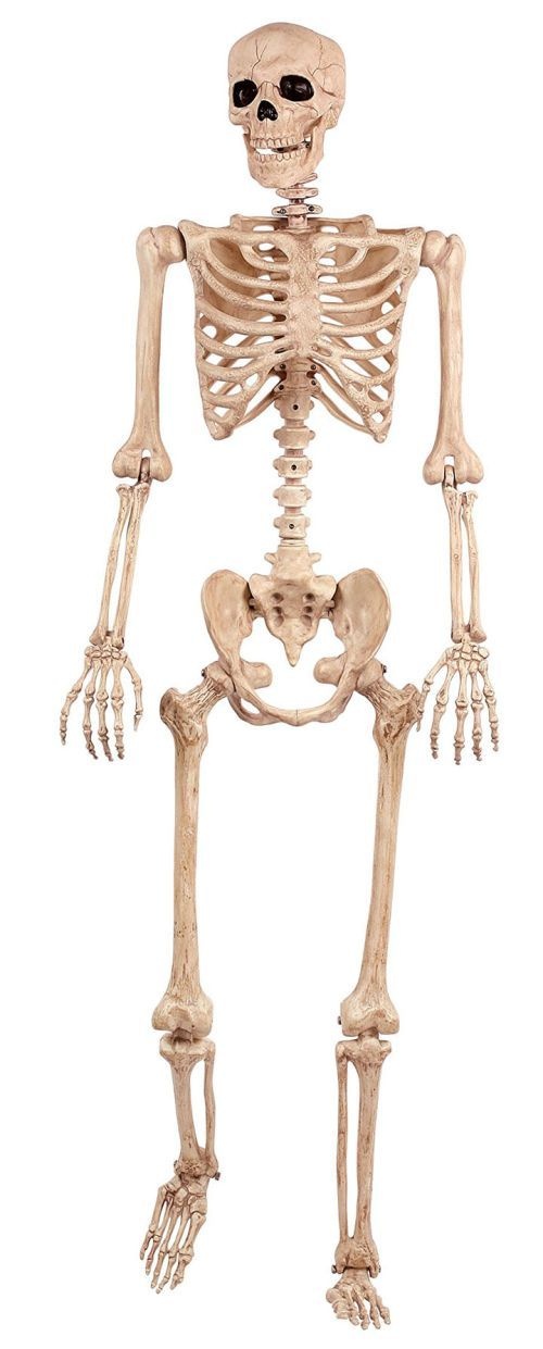 Seasons Life Size Posable Skeleton 5 Feet Bone Color