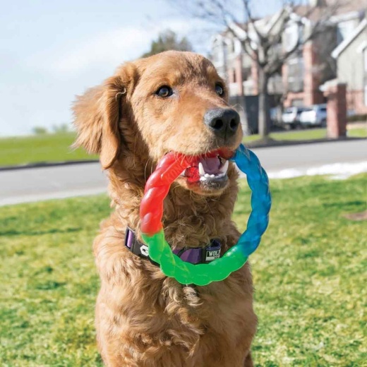 KONG Twistz Ring Small - A Fun and Interactive Chew Toy for Your Dog