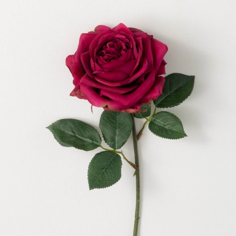 Brilliant Burgundy Rose